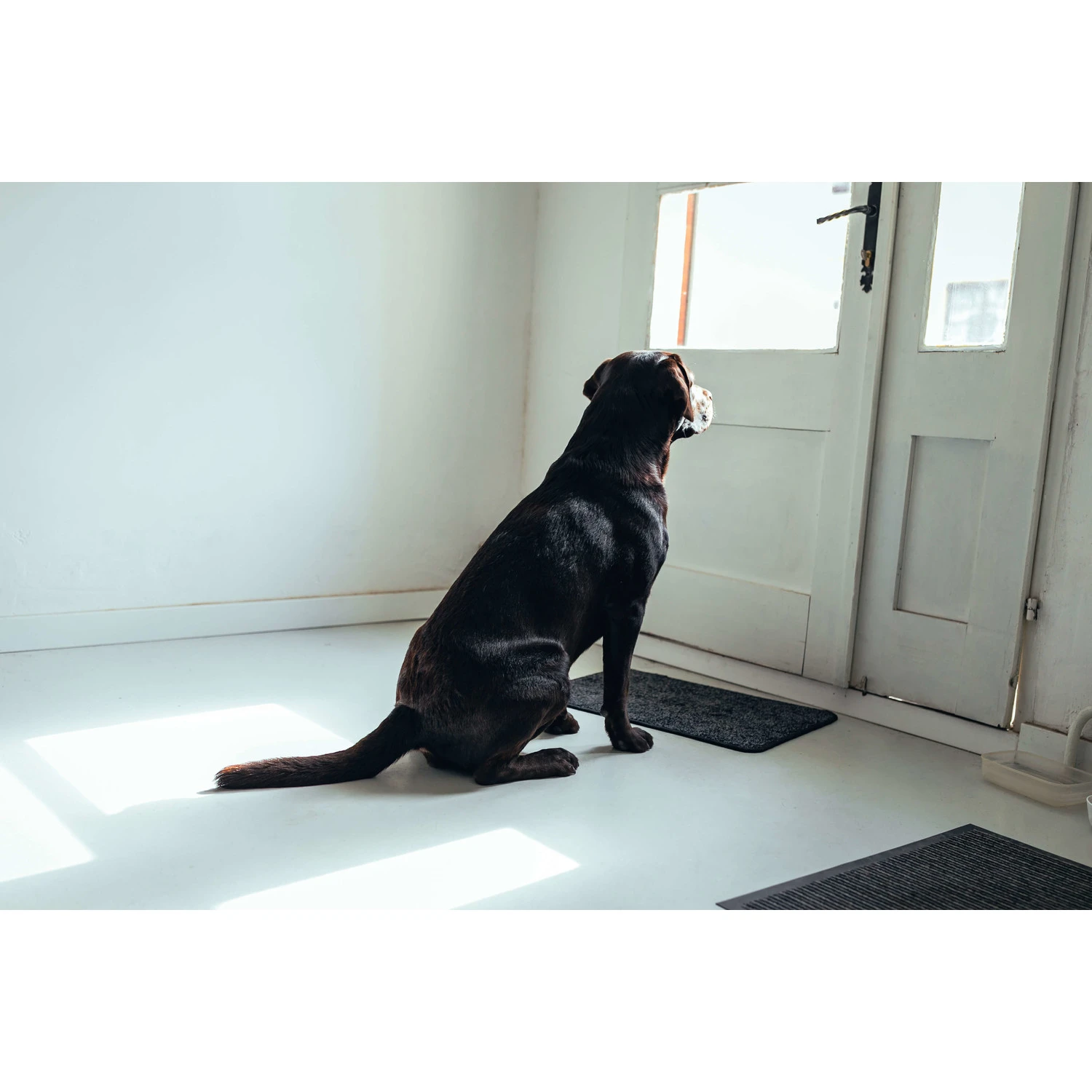 Bark-Bite Bark-Bite Snackbox - Grote Hond Bark-Bite Bark-Bite Snackbox - Grote Hond -Hondenbenodigdheden Winkel bark bite bark bite snackbox grote hond