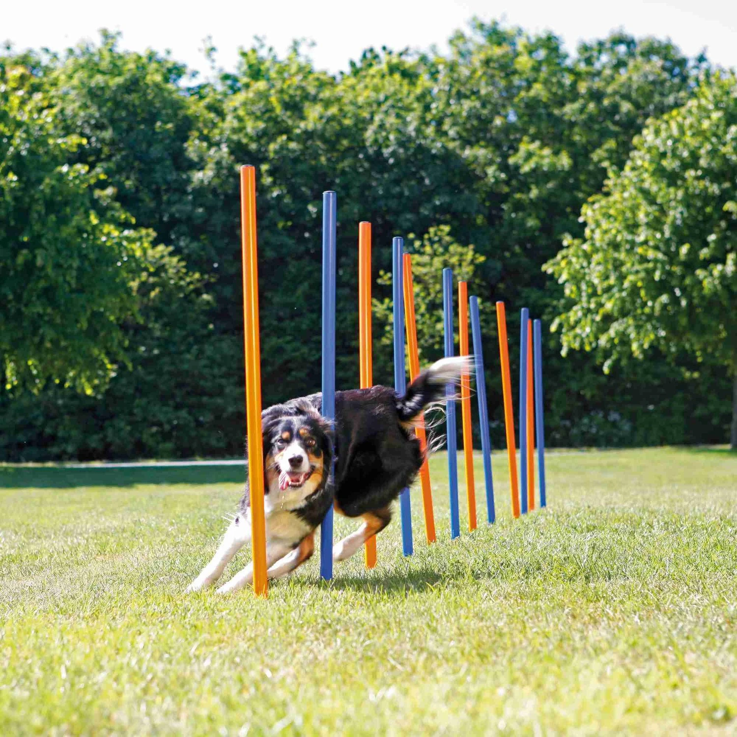 Trixie Trixie Agility Slalom - ø 3 × 115 cm - 12 stokken Trixie Trixie Agility Slalom - ø 3 × 115 Cm - 12 Stokken -Hondenbenodigdheden Winkel trixie trixie agility slalom o 3 115 cm 12 stokken 1