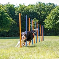 Trixie Trixie Agility Slalom - ø 3 × 115 Cm - 12 Stokken 2 Trixie Trixie Agility Slalom - ø 3 × 115 Cm - 12 Stokken -Hondenbenodigdheden Winkel trixie trixie agility slalom o 3 115 cm 12 stokken 2